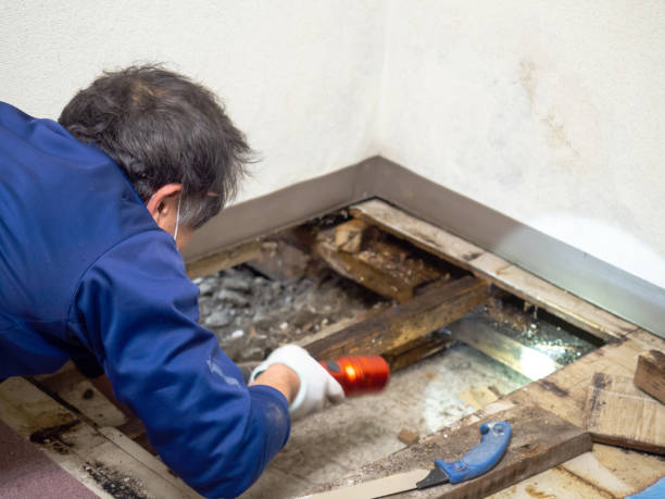 Best Fast Mold Removal  in Mineral Springs, NC