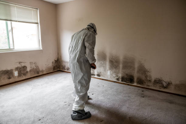 Best Professional Mold Removal  in Mineral Springs, NC
