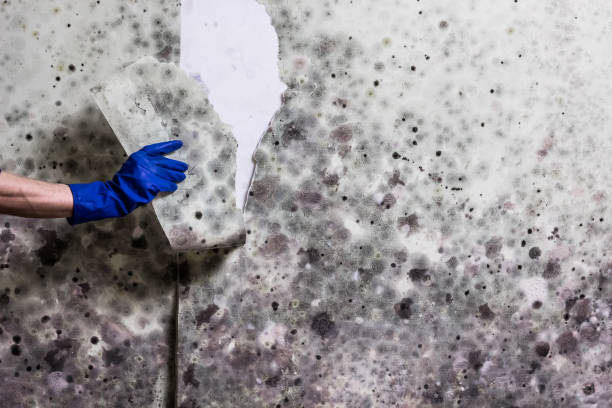 Best Certified Mold Removal  in Mineral Springs, NC